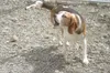 Fetch a good friend