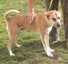 Pet tails