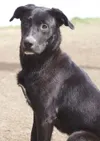Playful pup