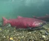 A Chinook salmon is seen in an undated photo. Courtesy of Ryan Hagerty/USFWS