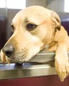 Dude needs a good home