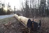 What remains of the Iditarod Trail Sled Dog Race headquarters signposts sit near the building’s entrance off Knik-Goose Bay Road Tuesday morning. The 24-foot sign, erected in 1992, was blown 