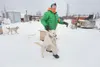 Iditarod veteran Kelly Maixner leads one of his dogs across the dog yard before a training run last week. Maixner was running a team of 20 dogs in order to decide which of his team would be m