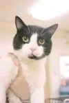 Who's that masked cat?