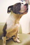 Adopt me!