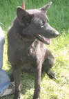 Needs a home