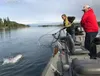 Angling a salmon toward the net with a low rod improves efficiency and increases catches. Courtesy of Andy Couch