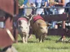 ROBERT DeBERRY/Frontiersman A pair of Kenai Peninsula Racing
Pigs — Van, left, and Kenai — run snout to snout down the front
straightaway during Monday’s race at the Alaska State Fairgrounds
