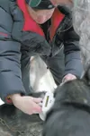 Volunteer veterinary Michael Lindeen checks for a micro chip in
one of Sheep Mountain musher jake Berkowitz's dogs Tuesady at the
iditarod vet check in Wasilla.