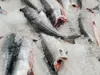 Fresh sockeye salmon, also called red salmon, is displayed on ice in July at Anchorage's New Sagaya City Market. A big sockeye harvest, dominated by a record-high return in Bristol Bay, offse