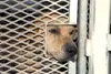 Mat-Su Borough officials seized 28 dogs Thursday they say were found hungry and suffering from serious skin conditions in an unlicensed kennel. Courtesy Mat-Su Borough