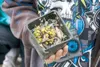 This saxifrage plant is one of many alpine species donated to
Cottonwood Creek Elementary School by Alpine Gardens. Along with
wetland plants, fourth-graders are creating a rock garden near t