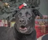Spark Plug is a 7-year-old black Labrador Retriever. The Journey Photography by Cris