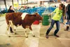 Maria Beck leads her steer Oscar across a metal grate during the Alaska State Fair earlier this month in Palmer. Beck was one of dozens of local 4-H participants honored with awards during th