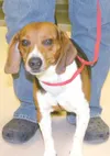 Beagles rule!