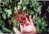 These bright red berries, while they may look enticing, are
poisonous and should not be eaten. Photo courtesy of Bill
Mackreth.