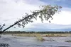 Newly-felled trees and one about to topple into the water line the shore along the Matanuska River near the Old Glenn Highway outside Palmer Tuesday, July 26. High water from summer glacial m