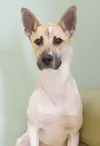 Pet Tails