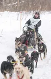 ROBERT DeBERRY/Frontiersman Knik musher Ryan Redington mushes
from the start of the Klondike 300 Sled Dog Race Friday morning.
Redington took first place with a time of 31 hours and 21 minute