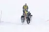 Photo courtesy of MCDMA Knik musher Christian Taveau again
dominated the point races in the open and eight-dog class of the
Montana Creek Dog Musher Association. Taveau posted the fastest
tim