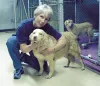 Homeward bound. Ubber gets a fond hello from Jo Werner, an Anchorage member of Golden Retriever Rescue, a Fairbanks rescue group that has agreed to take nine golden retriever mix dogs from th
