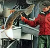 Photo courtesy of the Alaska Longline Fisherman’s Association.