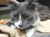 This gray and white neutered male is 5 years old and has long and lush fur and yellow/green eyes. He is very friendly, gentle and sweet and would make a great companion. For more information,