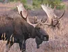 If you’re hoping to bag an Alaska moose — or any other game — this year, there are some precautions to consider – like ensuring you have the proper gear not just for taking the animal, but fo