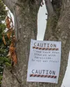Joint Base Elmendorf-Richardson’s Bird Air Strike Hazard program is reducing flight safety risk with a project to remove wildlife-attracting trees in BASH zones on Joint Base Elmendorf-Richar