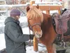 Alys Culhane and Raudi, an Icelandic mare, prepare for a ride Dec. 11 at their farm, which they refer to as ‘Squalor Holler.’ The two collaborated on a new e-book that tells Raudi’s story fro