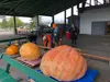 The Alaska State Fair hosted a virtual weigh-off Wednesday for its Harvest Fest vegetable competitions. Jacob Mann/Frontiersman