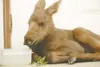 ROBERT DeBERRY/Frontiersman A rescued newborn moose rests inside
the entryway of Randy Richards’ home in Big Lake.