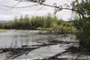 Newly-felled trees line the shoreline along the Matanuska River near the Old Glenn Highway outside Palmer Tuesday, July 26. High water from summer glacial melt and recent rainfall coupled wit