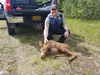 Alaska State Trooper Colonel Doug Massie relocated a calf moose away from the roadway and into the woods for the safety of the moose. Courtesy photo
