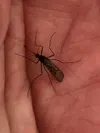 Mosquito Courtesy photo