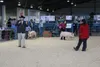 Samara Johnson's pig wins first place during the 4-H Junior Livestock Division. Jacob Mann/Frontiersman