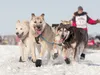 An Iditarod Trail Sled Dog team make its way along the trail in Willow at the restart of the 2013 race. Frontiersman file photo