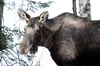 A moose browses on some branches alongside Palmer-Fishhook Road on Saturday, Nov. 28. MATT TUNSETH/Frontiersman.com