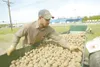 (ROBERT DeBERRY/Frontiersman) Andy Behm spreads potatoes for
planting at the field near Trunk Road and the Palmer-Wasilla
Highway Thursday afternoon. Behm said they were planting about
three 