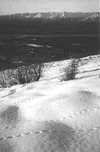 Plentiful tracks are one of the best indicators that ptarmigan
are in the area. Taking the time to closely study the bushes can
prove important, as the well-camouflaged birds can easily be
ov