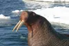 A young bull walrus rests on a piece of sea ice in Alaska waters on April 13, 2004. Walruses eat clams, mussels, snails and worms that live on the seafloor. Projected ocean warming threatens 