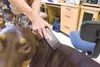 ROBERT DeBERRY/Frontiersman Sharon Sweeney, a technician at
Wasilla Veterinary Clinic, scans for a chip on her dog Friday
afternoon with an Avid scanner.