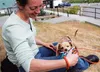 Grisha Stewart, a dog-training expert from Palmer, plays with her puppy, Bean. Stewart recently launched a website called Animal Building Blocks Academy, which teaches users worldwide her acc