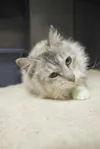 Needs a good home