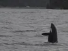 Killer whales in the Gulf of Alaska. Photos courtesy North Gulf Oceanic Society, NMFS research permit 20341.