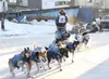 The dog team of Willow usher Matt Failor heads to the dog yard after finishing the 2016 Iditarod in Nome on Friday morning. Failor's team finished 61st in a time of 11 days, 19 hours, 54 minu