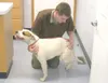GREG JOHNSON/Frontiersman Dr. Paul Bailey, a veterinarian at All
Creatures Veterinary Clinic in Wasilla, gives Chloe a final look
before allowing her to go home. Chloe, a 5-year-old bulldog, 