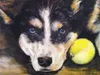 Willie, a husky with tennis a ball, is one of the intimate pet portraits created by Valley artist Patty Halley. Courtesy photo