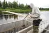 Alaska Department of Fish and Game employee Ed Snyder watches for salmon swimming through the box on the fish weir on the Deshka River Friday afternoon. The use of bait and multiple hooks are