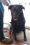 Princess Courtesy Alaska Animal Advocates